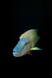 Napoleon wrasse  by Dray Van Beeck 